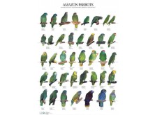 Vogelposter Amazonen